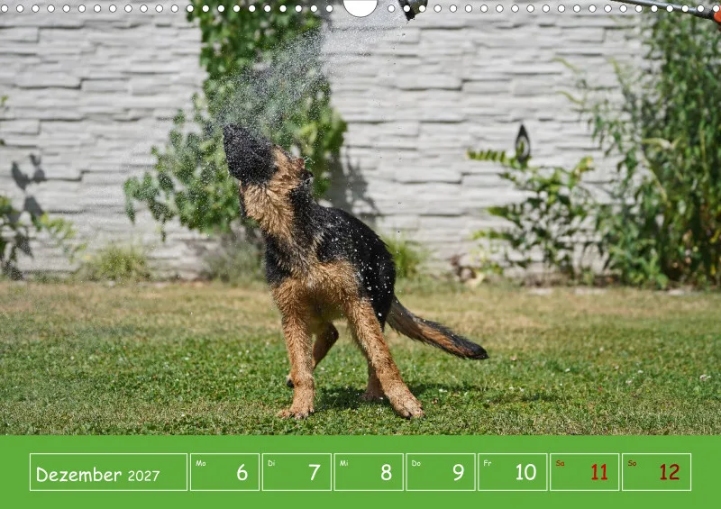 A3 2027 Wochenkalender Schäferhund