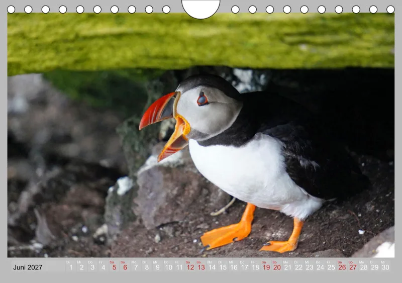 2027 Tischkalender A5 Papageitaucher - Kleine Vögel ganz groß!