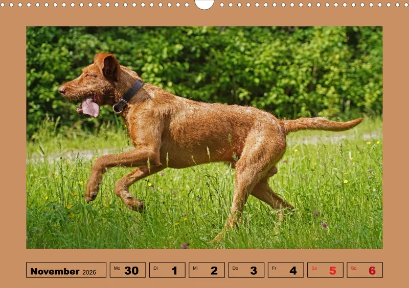 2026 A3 Wochenkalender Faszination Magyar Vizsla