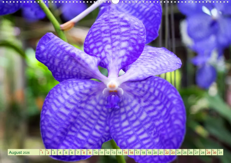 2026 A2 Farbzauber Orchideen