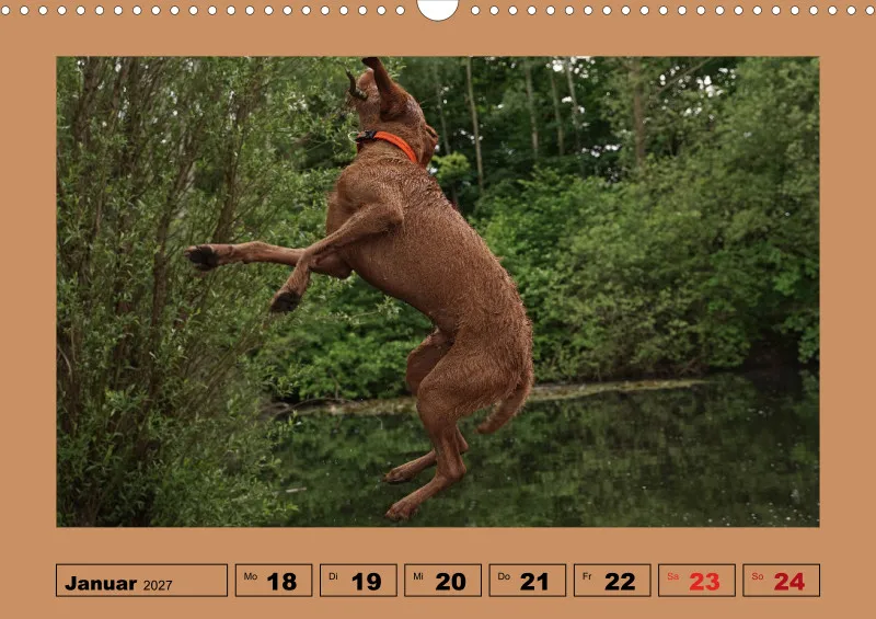 2027 A3 Wochenkalender Faszination Magyar Vizsla