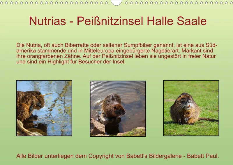 2026 A3 Nutrias Peißnitzinsel Halle