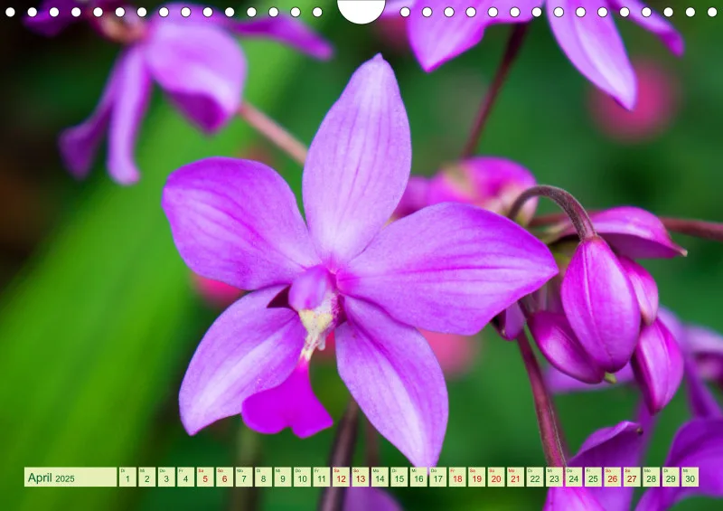 2025 A4 Farbzauber Orchideen