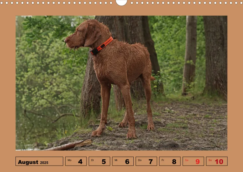 2025 A3 Wochenkalender Faszination Magyar Vizsla
