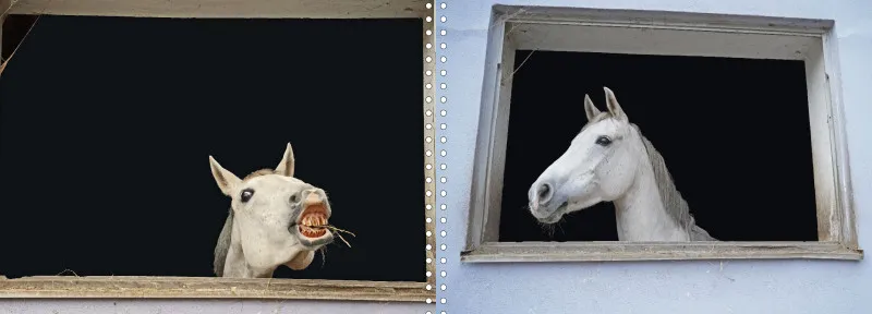 Fotoalbum A4 - Faszination Reitsport