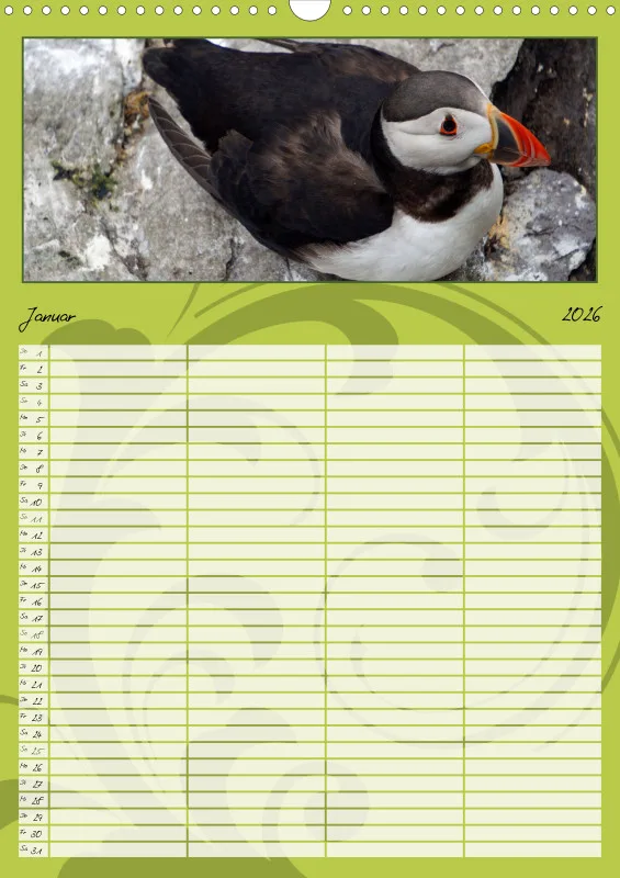 2026 A3 Papageitaucher-Kleine Vögel im Frack!