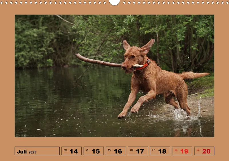 2025 A3 Wochenkalender Faszination Magyar Vizsla