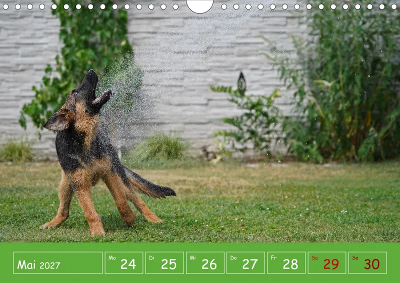 A4 2027 Wochenkalender Schäferhündin