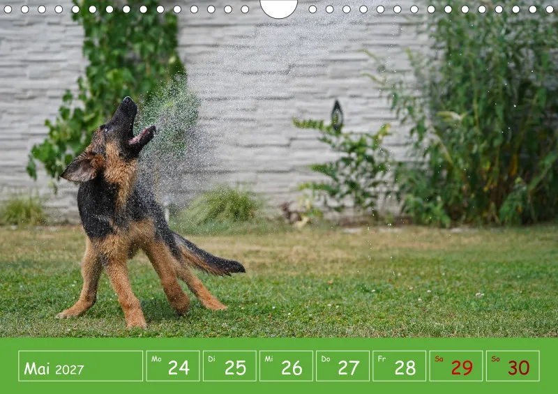 A4 2027 Wochenkalender Schäferhündin