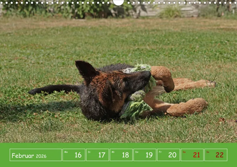 A3 2026 Wochenkalender Schäferhund