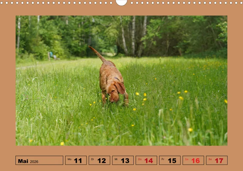 2026 A3 Wochenkalender Faszination Magyar Vizsla