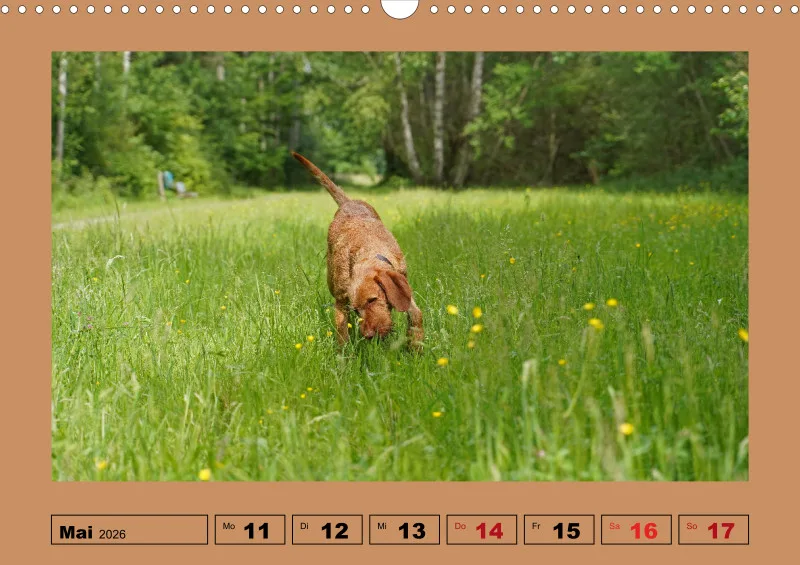 2026 A3 Wochenkalender Faszination Magyar Vizsla