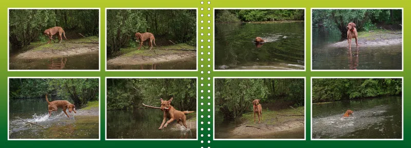 Faszination Magyar Vizsla - Fotoalbum