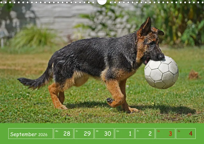 A3 2026 Wochenkalender Schäferhund
