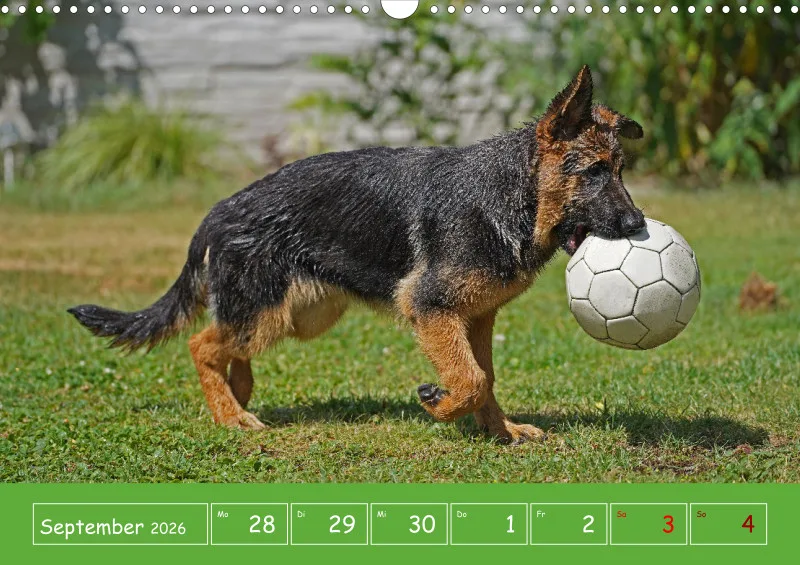 A3 2026 Wochenkalender Schäferhund