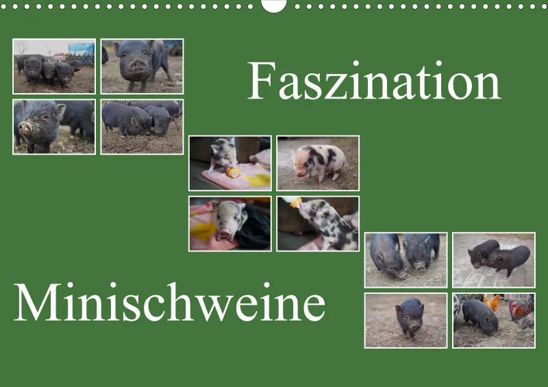 2026 A3 Faszination Minischweine
