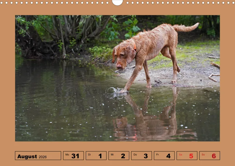 2026 A3 Wochenkalender Faszination Magyar Vizsla