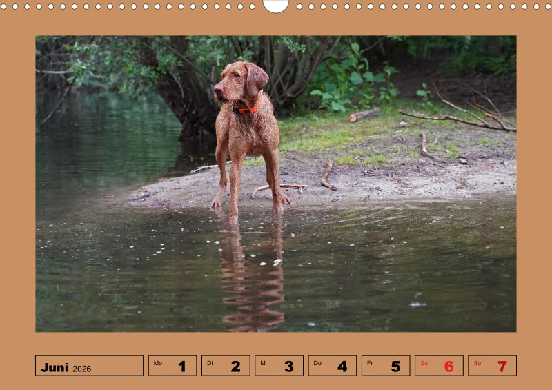 2026 A3 Wochenkalender Faszination Magyar Vizsla