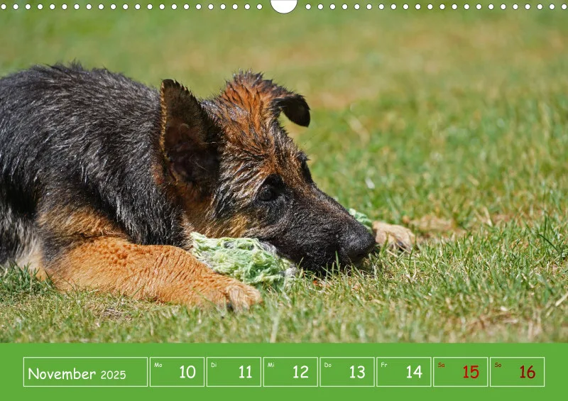 A3 2025 Wochenkalender Schäferhund