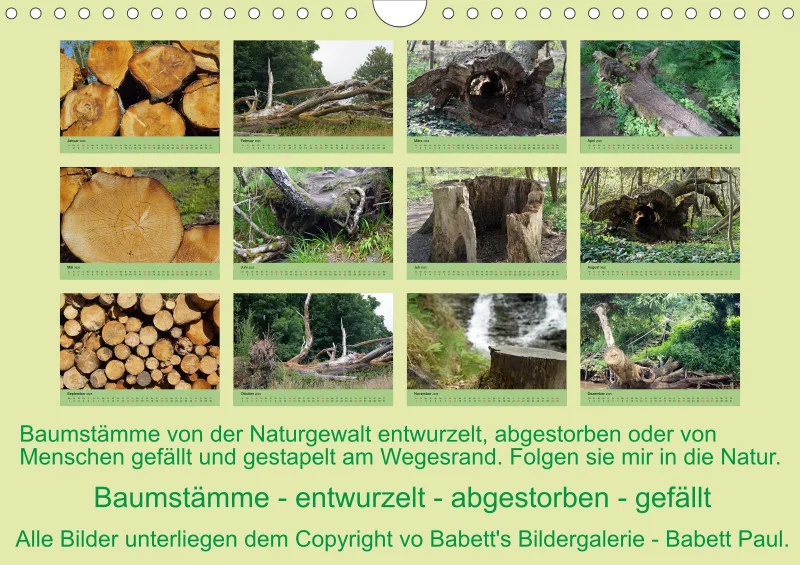 2025 A4 Baumstämme entwurzelt - abgestorben - gefällt