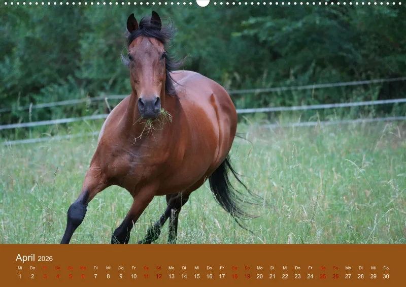 2026 A2 Faszination Trakehner