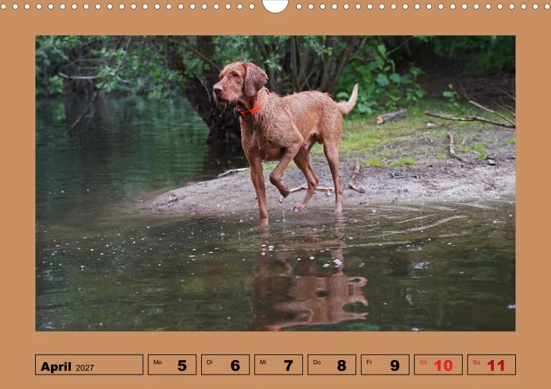 2027 A3 Wochenkalender Faszination Magyar Vizsla