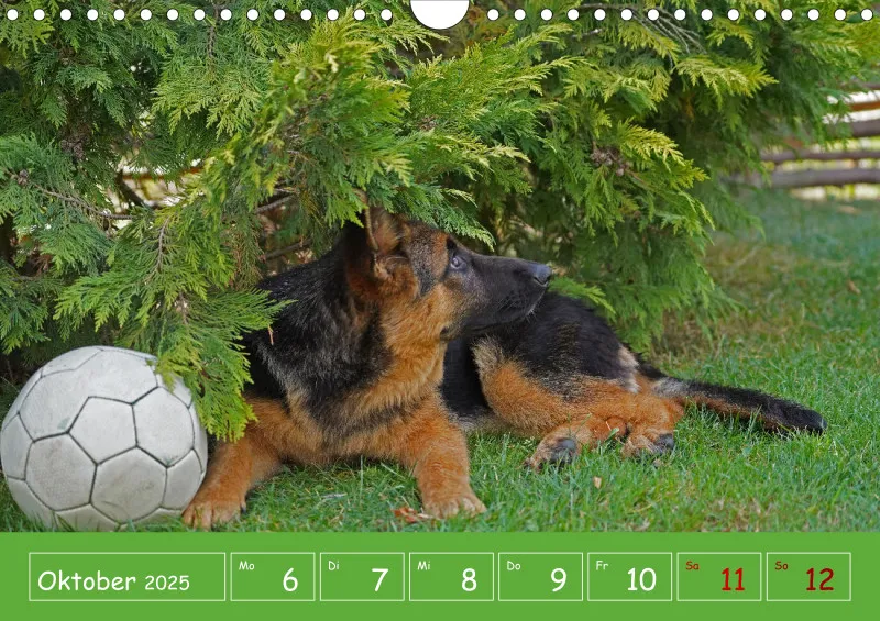 A4 2025 Wochenkalender Schäferhündin