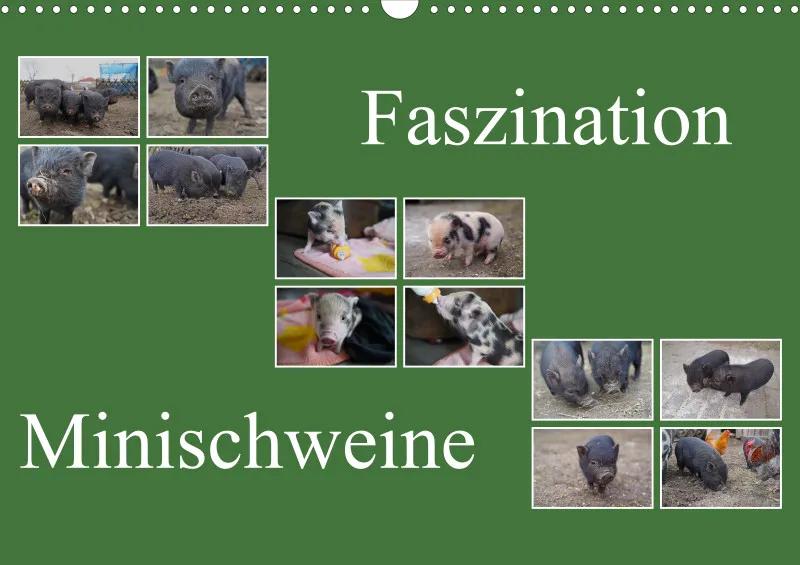 2026 A3 Faszination Minischweine