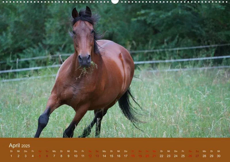 2025 A2 Faszination Trakehner