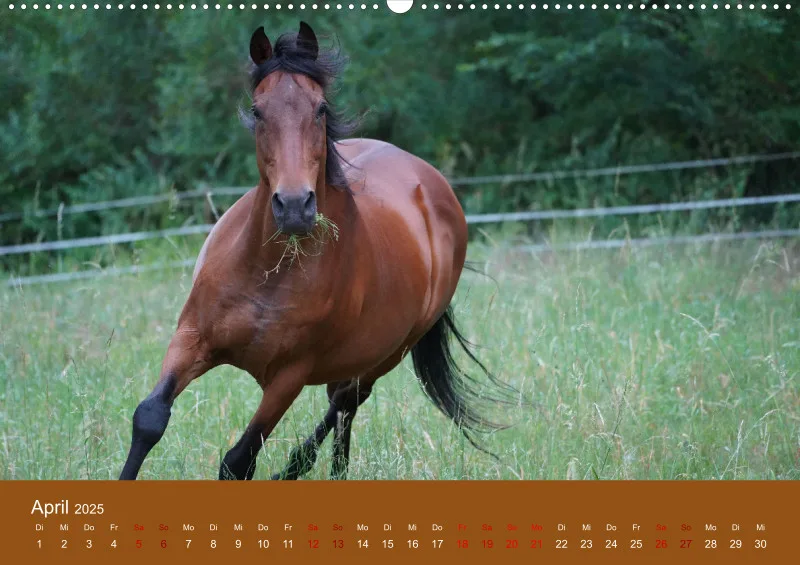 2025 A2 Faszination Trakehner