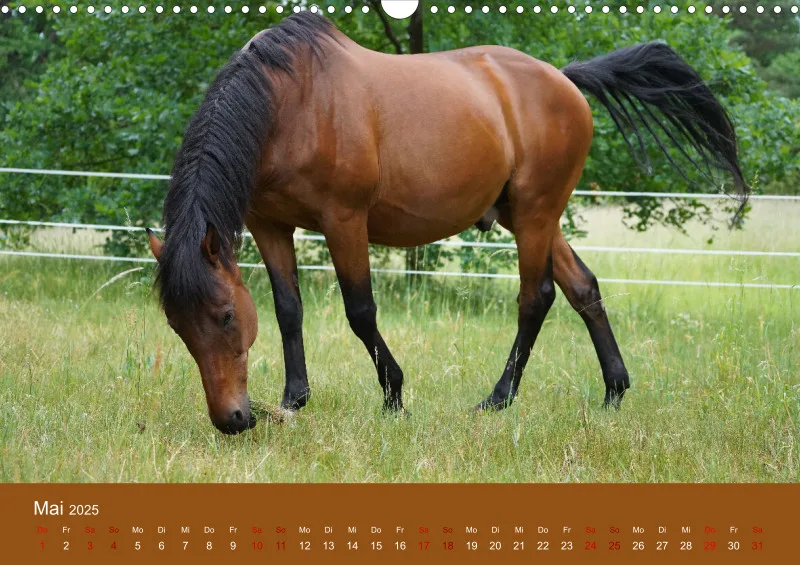 2025 A3 Faszination Trakehner