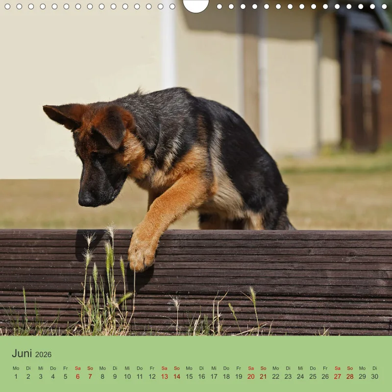 Quadrat 30x30 2026 Schäferhund