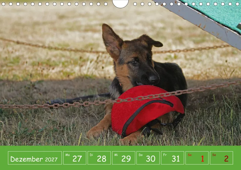 A4 2027 Wochenkalender Schäferhündin