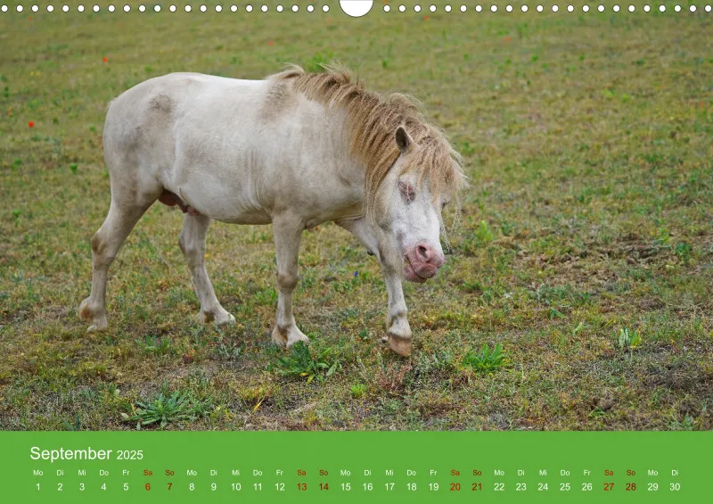 2025 A3 Faszination Shetlandpony