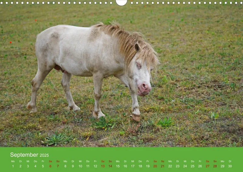 2025 A3 Faszination Shetlandpony