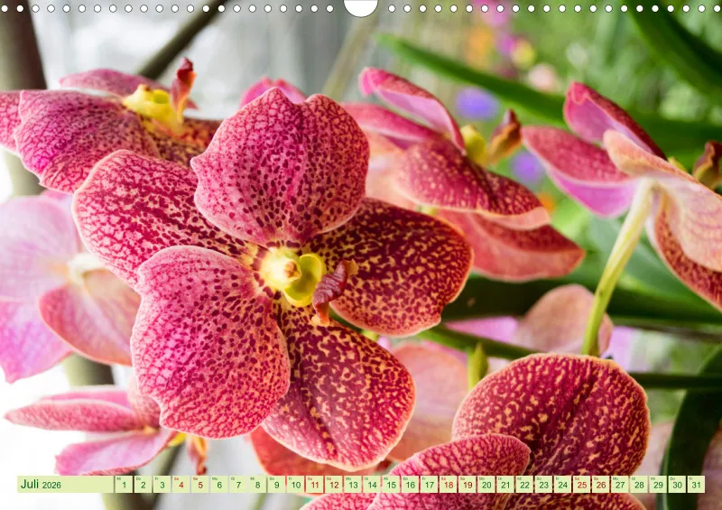 2026 A3 Farbzauber Orchideen