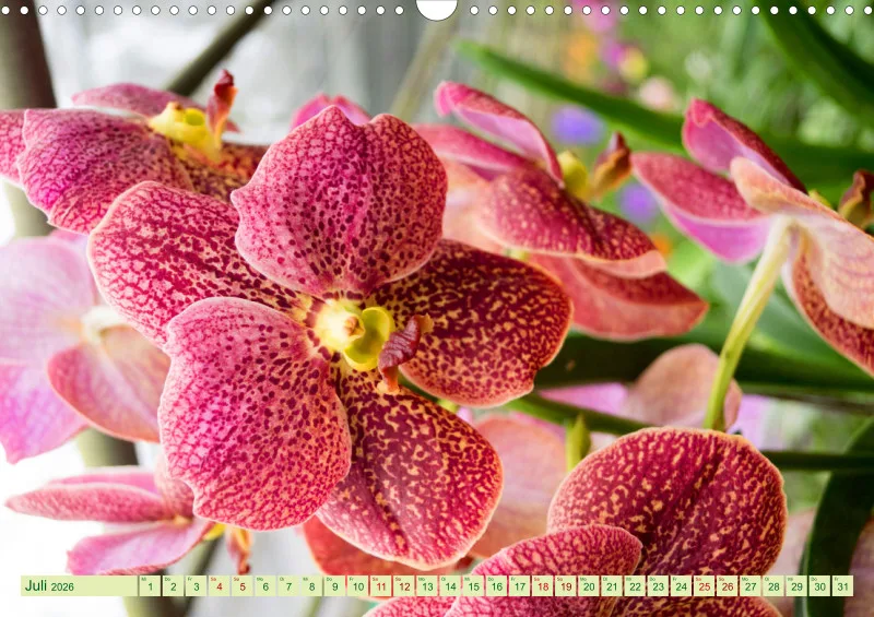 2026 A3 Farbzauber Orchideen