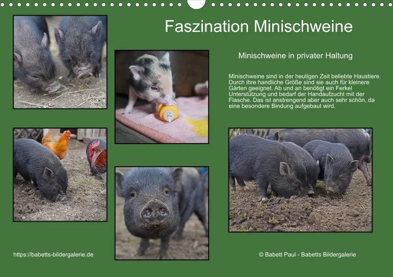 2026 A3 Faszination Minischweine