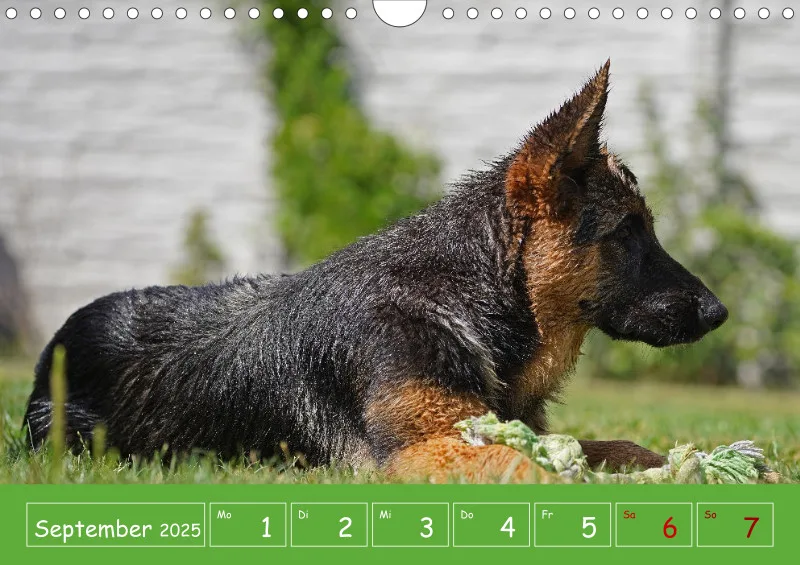 A4 2025 Wochenkalender Schäferhündin