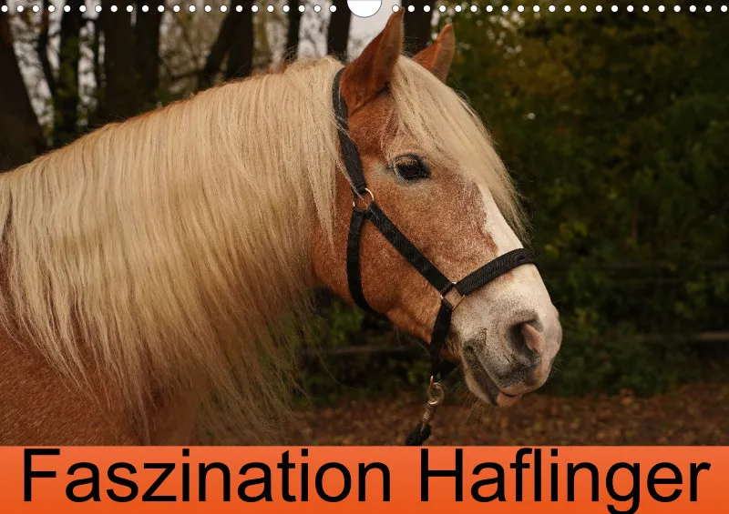 2026 A3 Faszination Haflinger