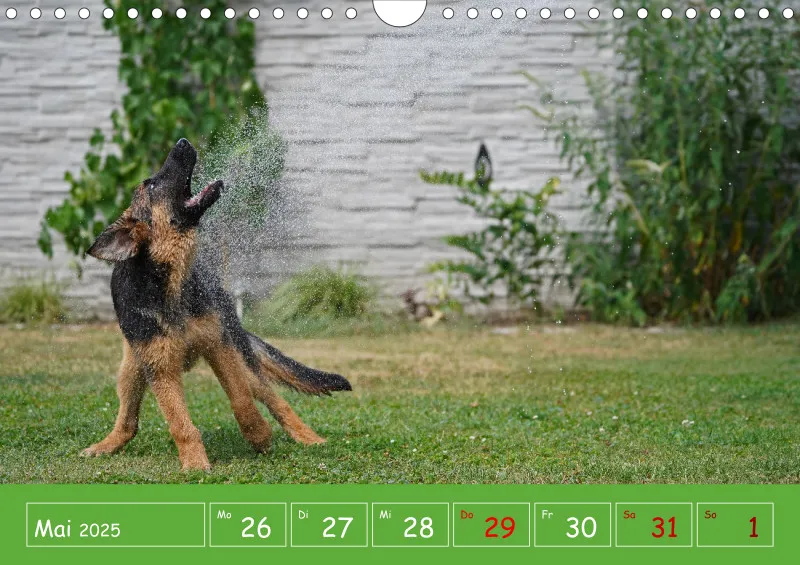 A4 2025 Wochenkalender Schäferhündin