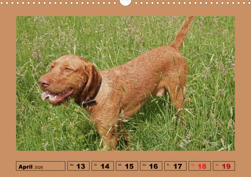 2026 A3 Wochenkalender Faszination Magyar Vizsla