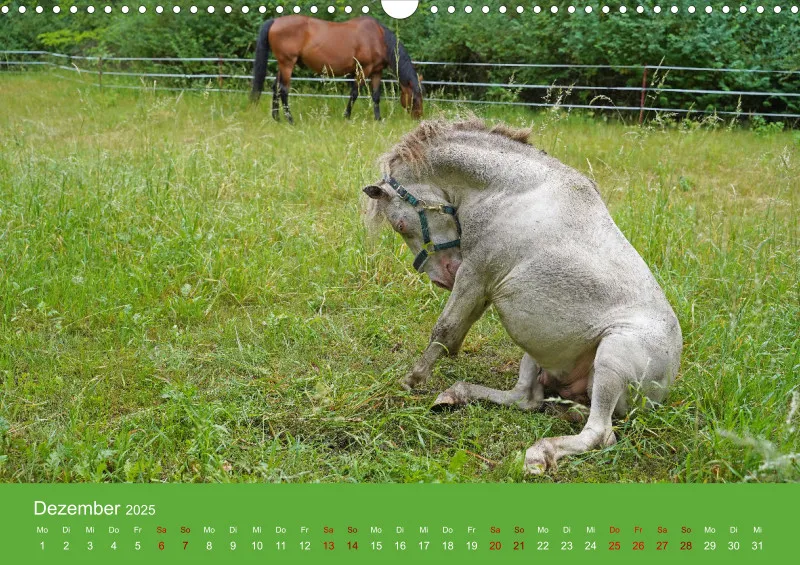 2025 A3 Faszination Shetlandpony