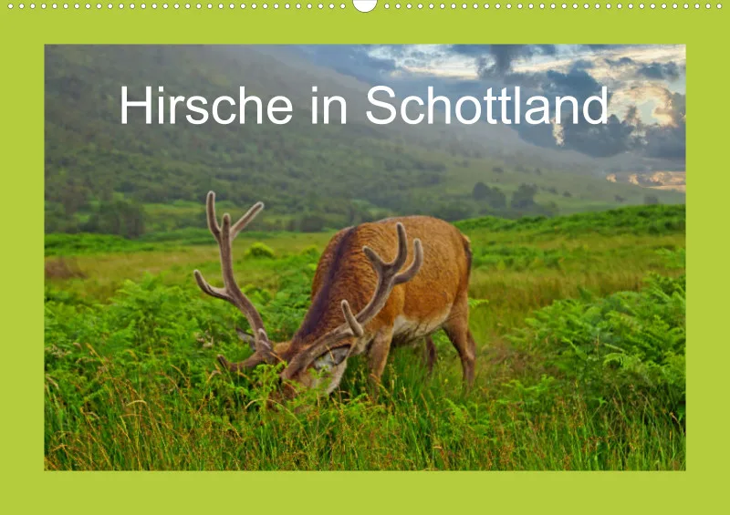 2025 A2 Hirsche in Schottland
