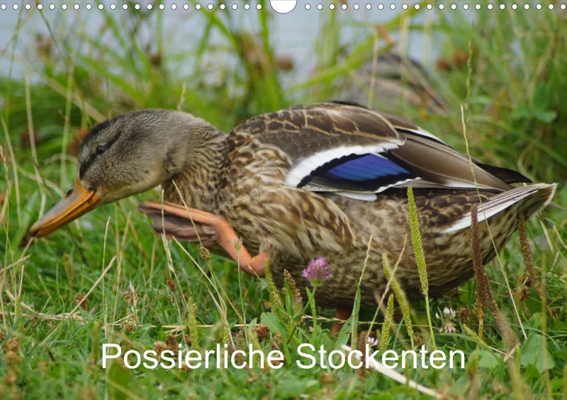 2025 A3 Possierliche Stockenten