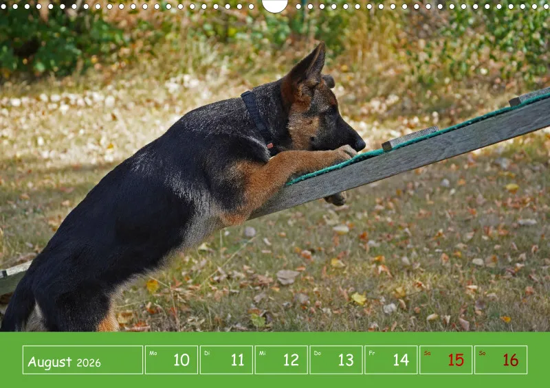 A3 2026 Wochenkalender Schäferhund