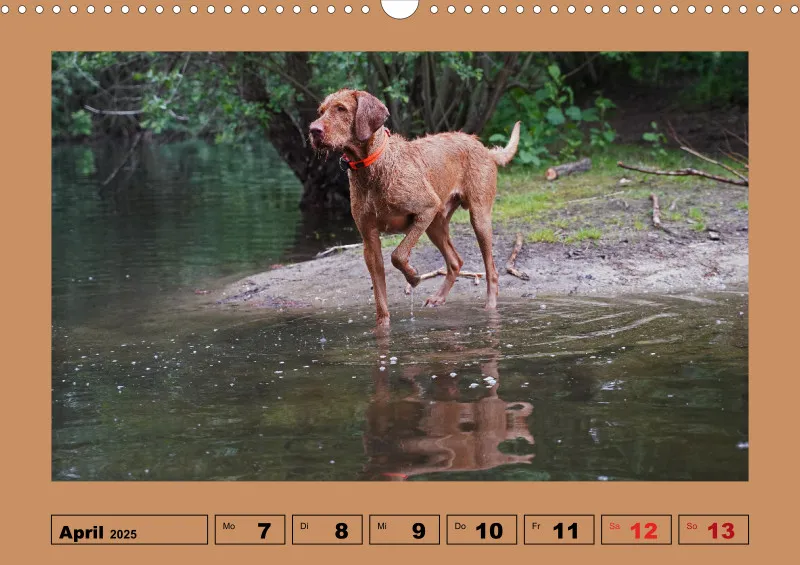 2025 A3 Wochenkalender Faszination Magyar Vizsla