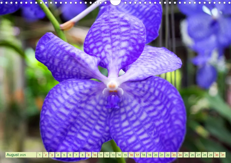 2025 A3 Farbzauber Orchideen