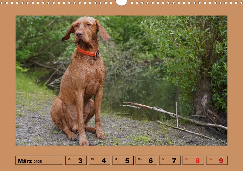 2025 A3 Wochenkalender Faszination Magyar Vizsla