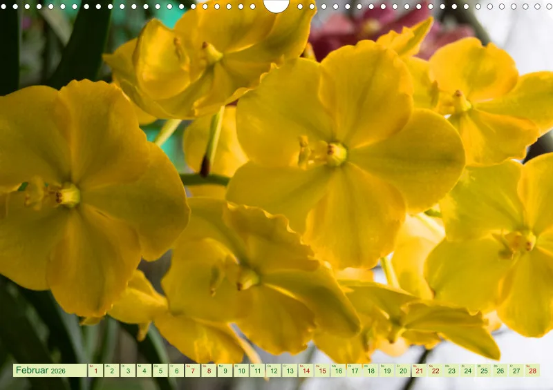 2026 A3 Farbzauber Orchideen